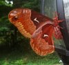 Moth_1.jpg
