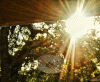 Morning web on the front porch.gif