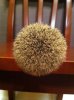 Knot PreBloom.jpg