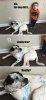 Um-the-dog-did-it.jpg