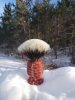 3 11 19Brushof the day.jpg