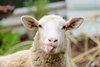 small stupid sheep.jpg
