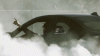 source.gif