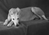 bw-greyhound.jpg