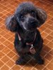 fresh from the groomer.jpg