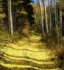 Aspen_1a.jpg