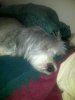 Maddie 12-11.jpg