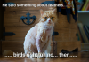 web-shaved-cat3_2.png