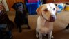 our 2 labs.jpg