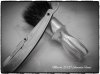 SOTD_033120.jpg
