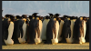penguin distance.png