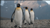 Penguin distance ii.png