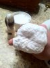 2234 Lather.jpg