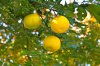 440px-Yuzu_oranges_(6459456959).jpg