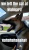 23-Hilarious-and-Funniest-Dog-Memes-clean-LOL-12.jpg
