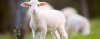 Easter-Lamb-2-1440x570.jpg