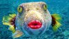 Tabac Fish.jpg