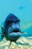 MWF Fish.jpg