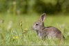 rabbit_eating-586861156-588fd41c5f9b5874ee6da857.jpg