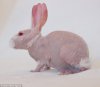 bunny.jpg