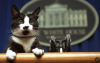 CATpres.png