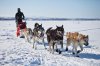 dog-sledding-in-finland.jpg