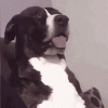 tenor (1).gif