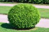 Planning-and-Maintaining-a-Shrubbery-Dk-Landscaping-CA.jpg