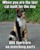 Last-Cat.jpg