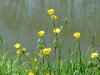20160506Ranunculus_acris1.jpg