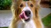 pedigree-stackerz-soooooooooo-meaty-small-4.jpg