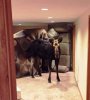moosehouse.jpeg