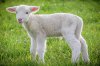 lamb.jpg