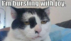 cat1.PNG