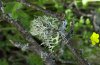 Lichen_foliacé2..jpg