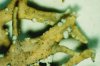 Evernia_prunastri-1.jpg