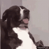 tenor (3).gif