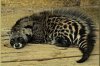 220px-Civettictis_civetta_11.jpg