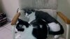 The Babies.jpg