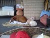 3mutts.jpg
