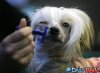 hilarious%20funny%20cute%20pictures%20of_dog_shaving.jpg