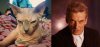cats  peter-capaldi-.jpg