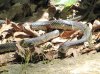 IMG_0016.JPG