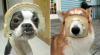 Dogbreadpun.png