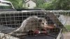 possum 1.JPG