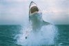 shark-weekjpg-2f4c18d5674fa7e2.jpg