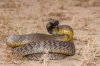 Taipan.jpg
