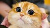 Cateye.jpeg