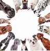 Dog circle.jpeg