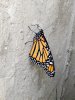 DSCN9147.JPG